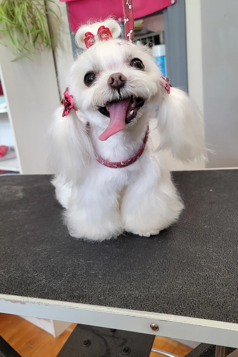 Dog 4
