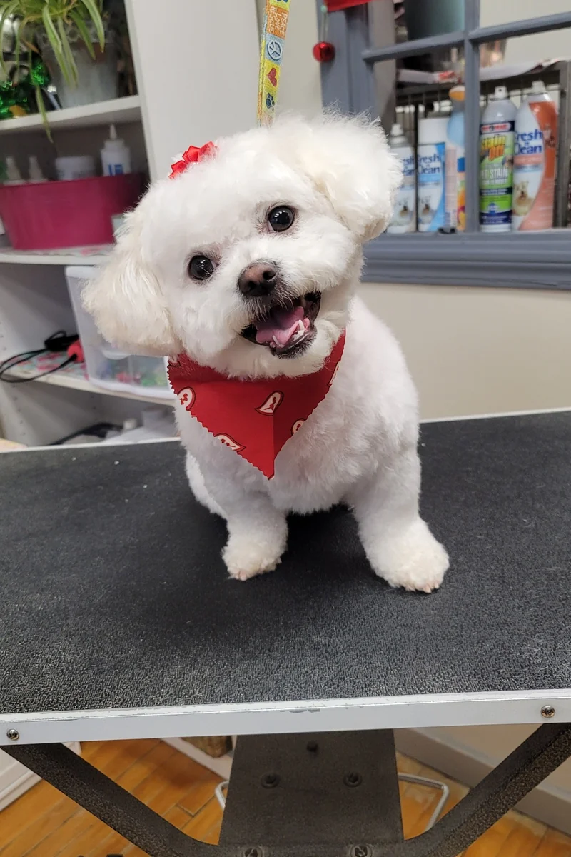 Dog 5