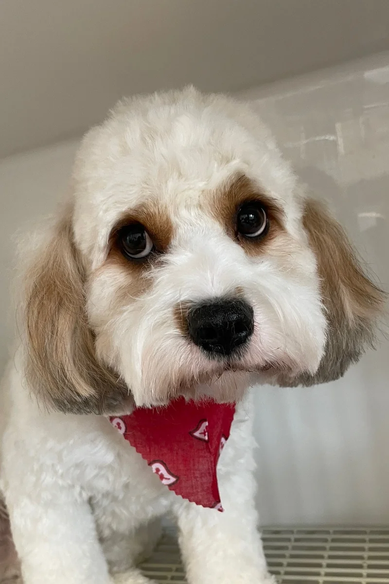 Dog 6